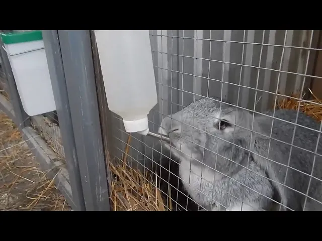 poidło smoczkowe dla królika DIY