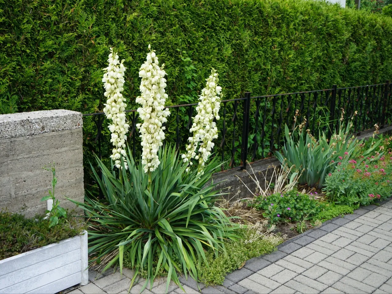 Juka ogrodowa kwitnąca