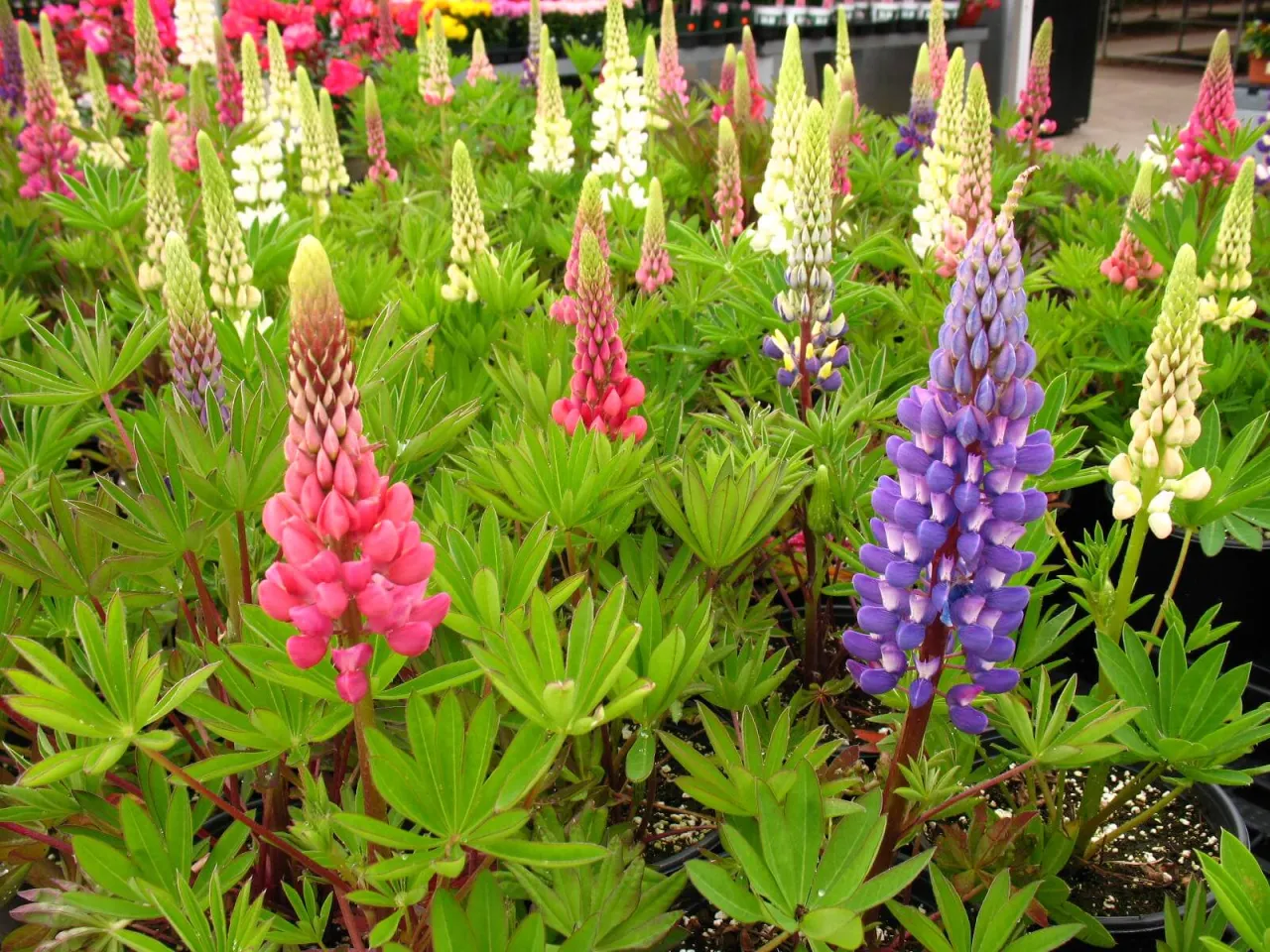 Kolorowe łubiny ogrodowe kwitną w pełni. Idealny czas, kiedy siać łubin ogrodowy, to wiosna lub jesień, aby cieszyć się ich pięknem.