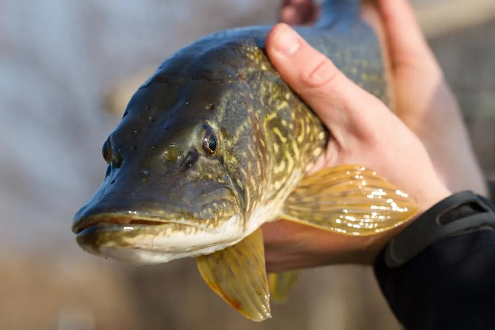 pogoda idealna na szczupaka