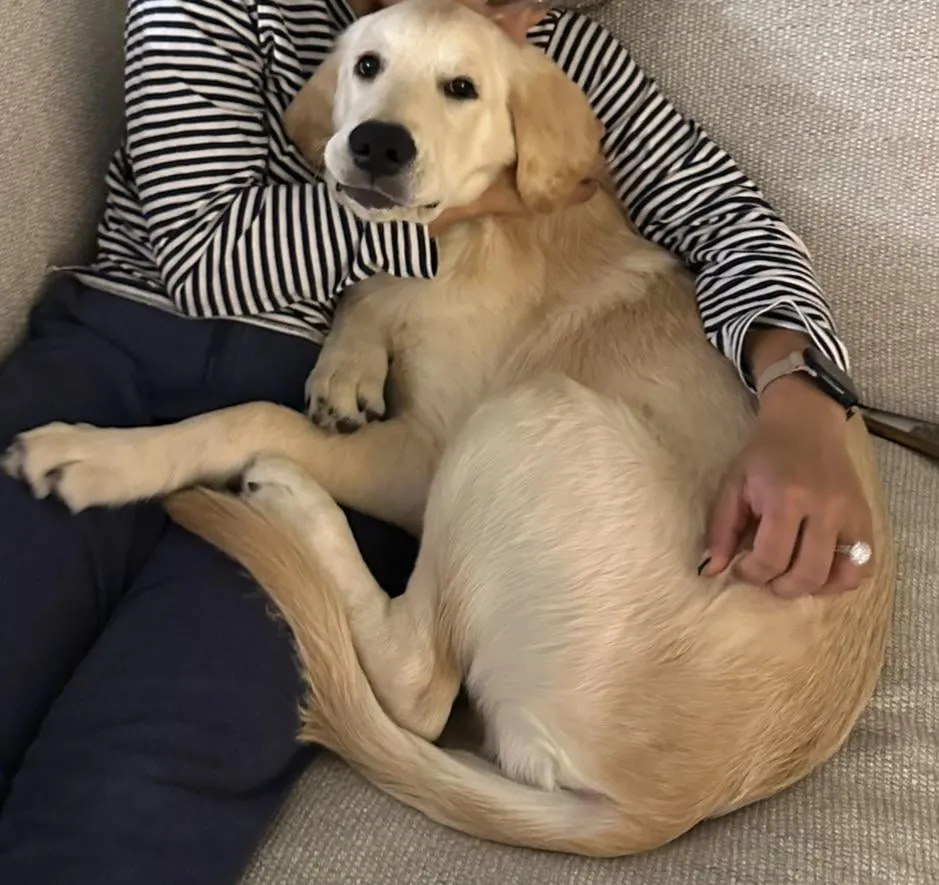 Właściciel bawi się z szczeniakiem golden retrieverem zabawką