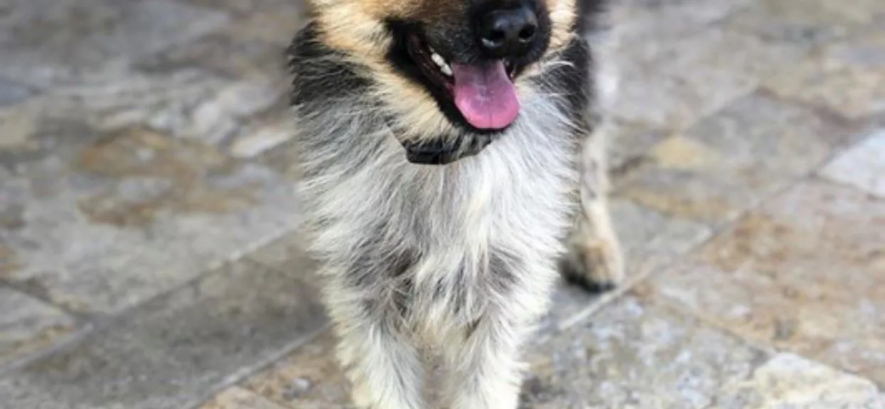 Owczarek niemiecki chory szczeniak