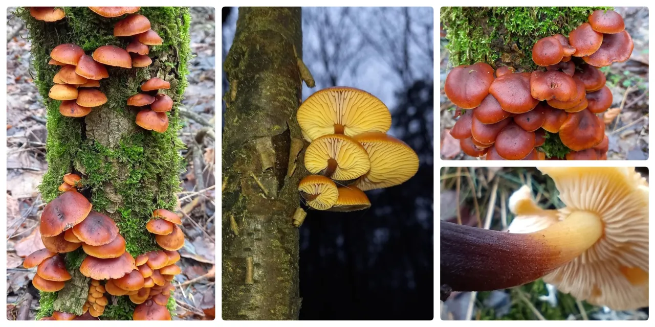 Płomiennica zimowa i boczniaki na drzewie