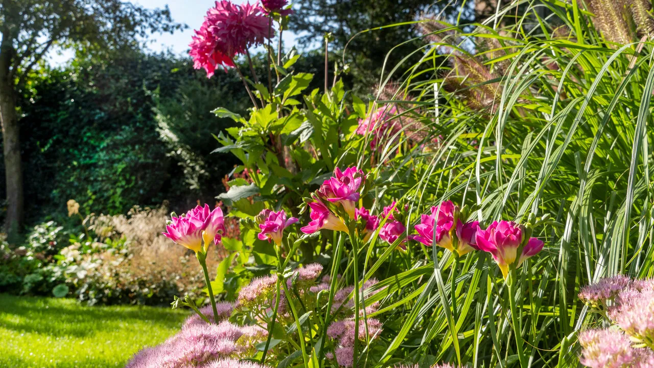 frezje w ogrodzie słoneczne stanowisko