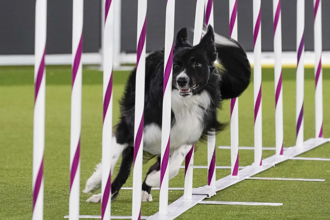 border collie agility