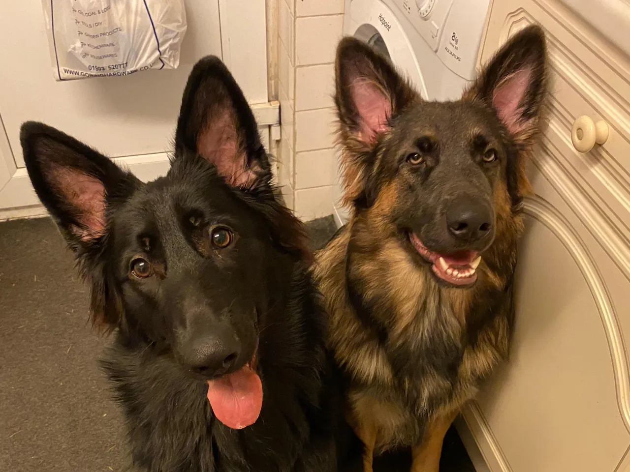 szczęśliwy owczarek niemiecki z właścicielem po szkoleniu