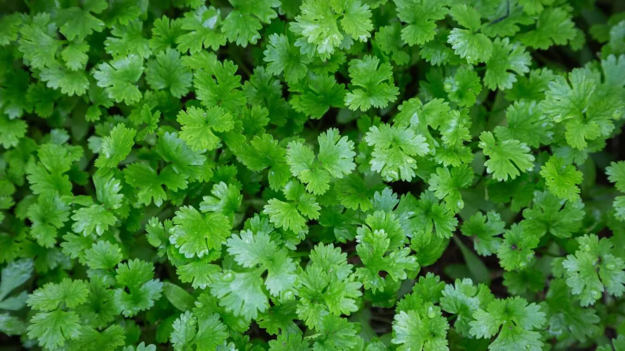 Świeża kolendra, przyprawa do czego? Idealna do sałatek, zup, sos&oacute;w i dań kuchni azjatyckiej.