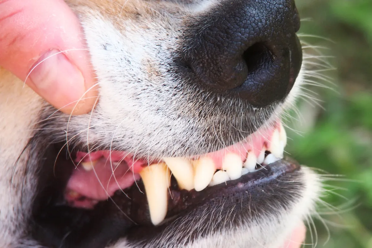 pies z kamieniem nazębnym