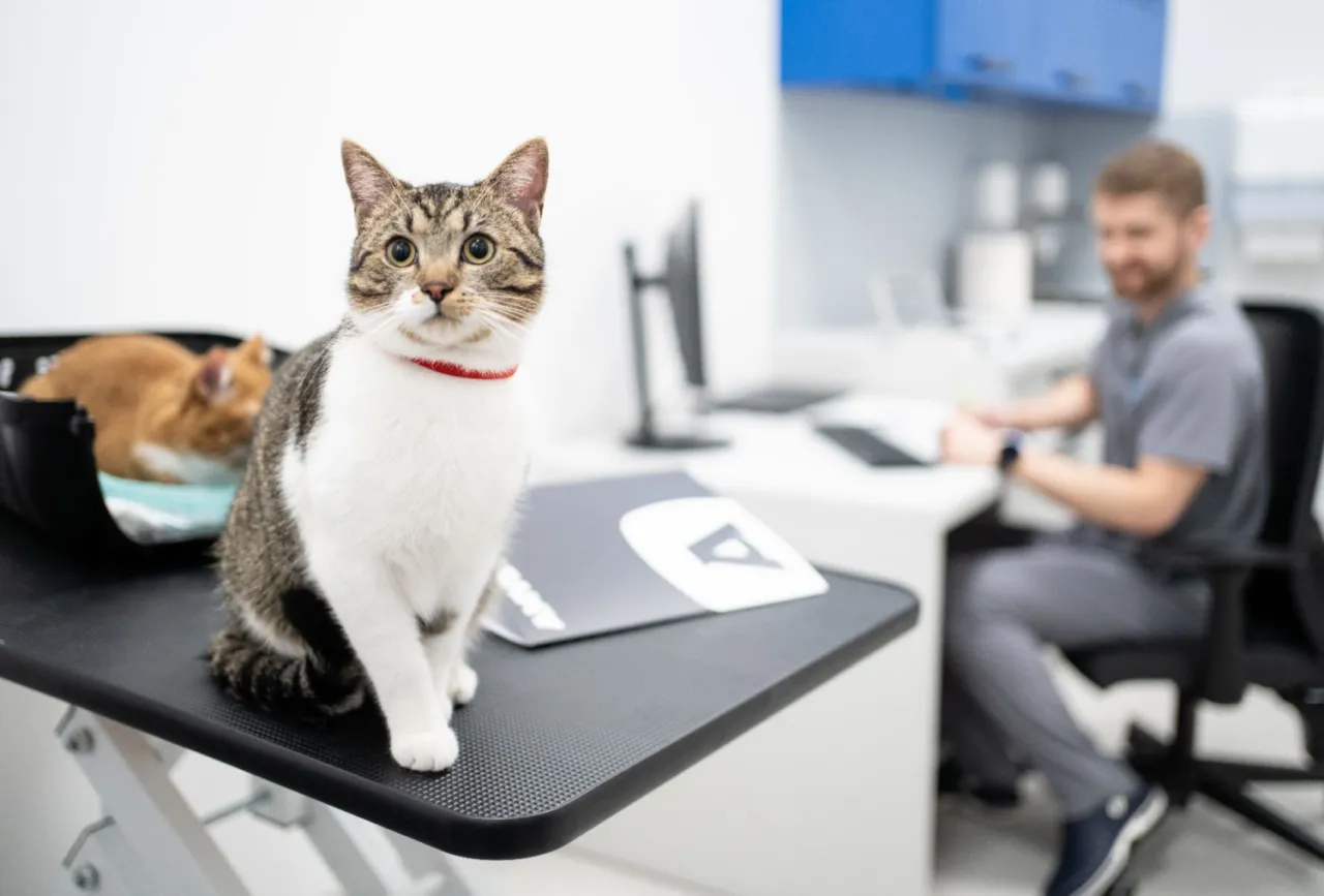 Weterynarz badający zwierzęta nowoczesnym sprzętem diagnostycznym