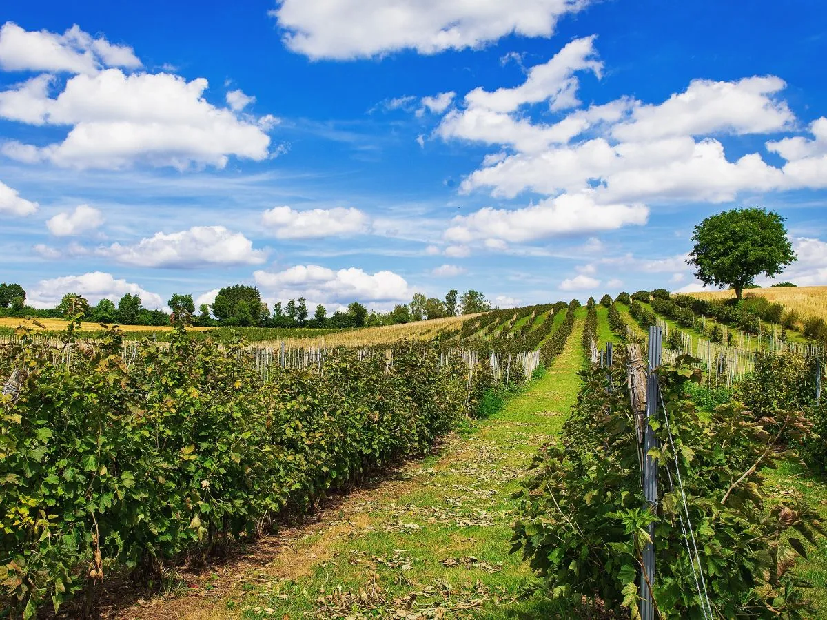 sadzenie czerwonej porzeczki krok po kroku
