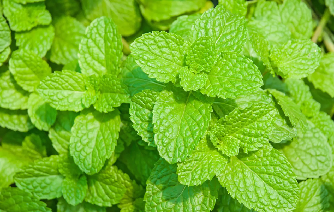 Kwiaty melisy lekarskiej zbliżenie