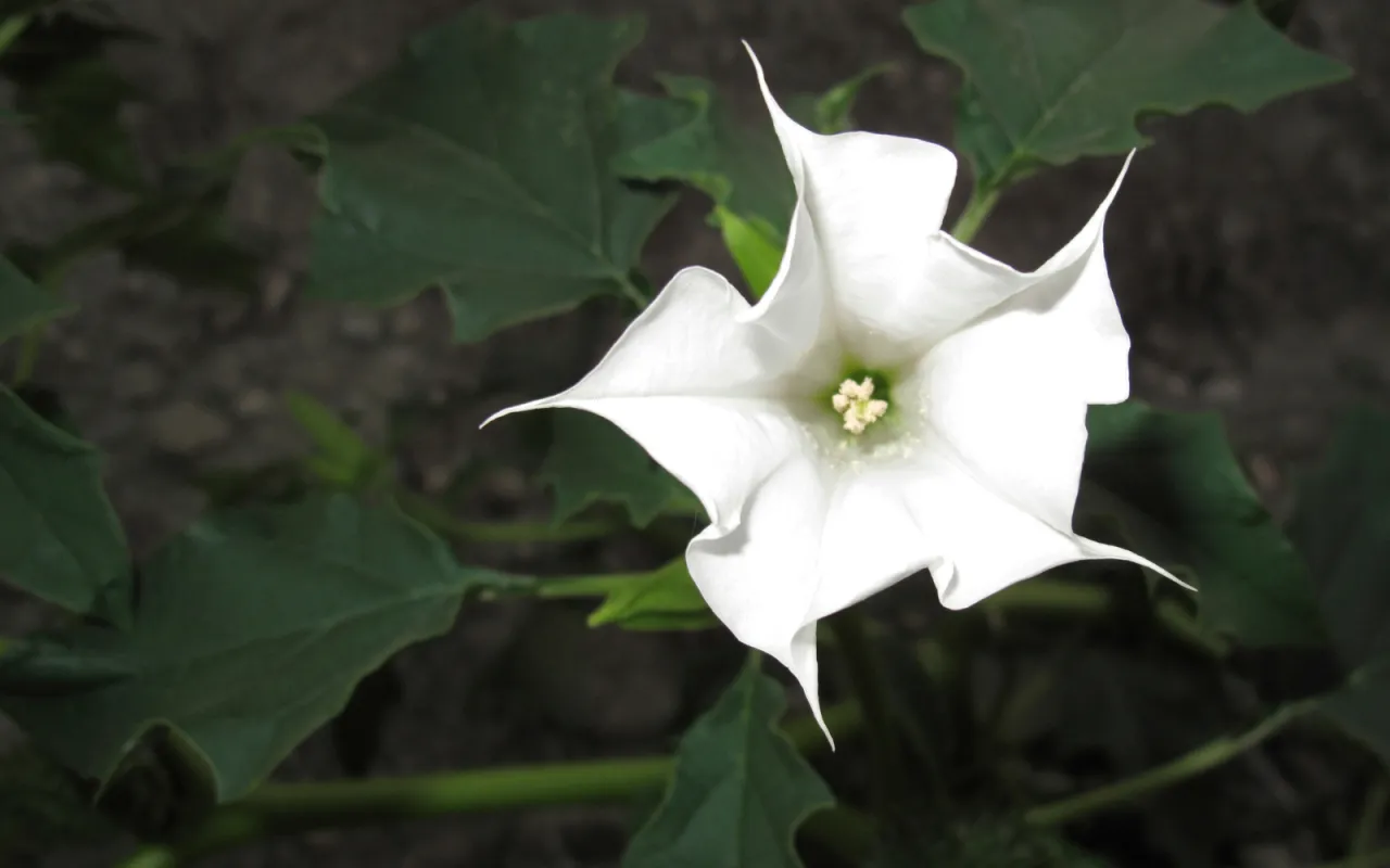 Blekot pospolity identyfikacja