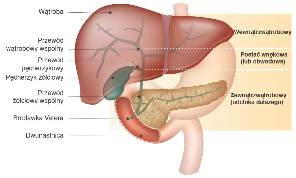 anatomia wątroby i dróg żółciowych