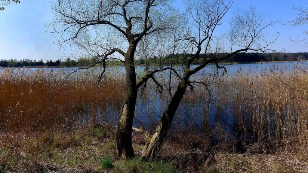 rezerwat Czapli Wierch stare sosny