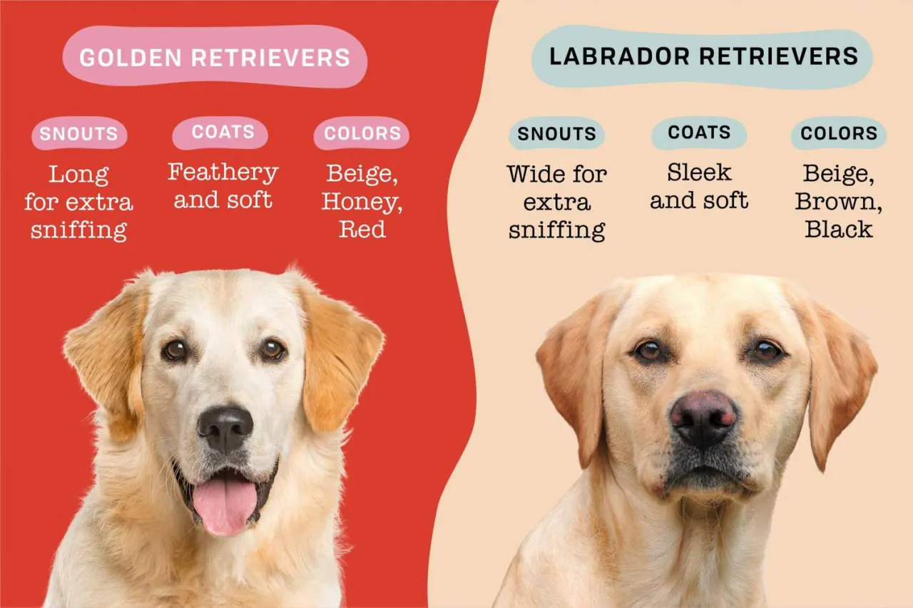 Labrador Retriever vs Golden Retriever comparison