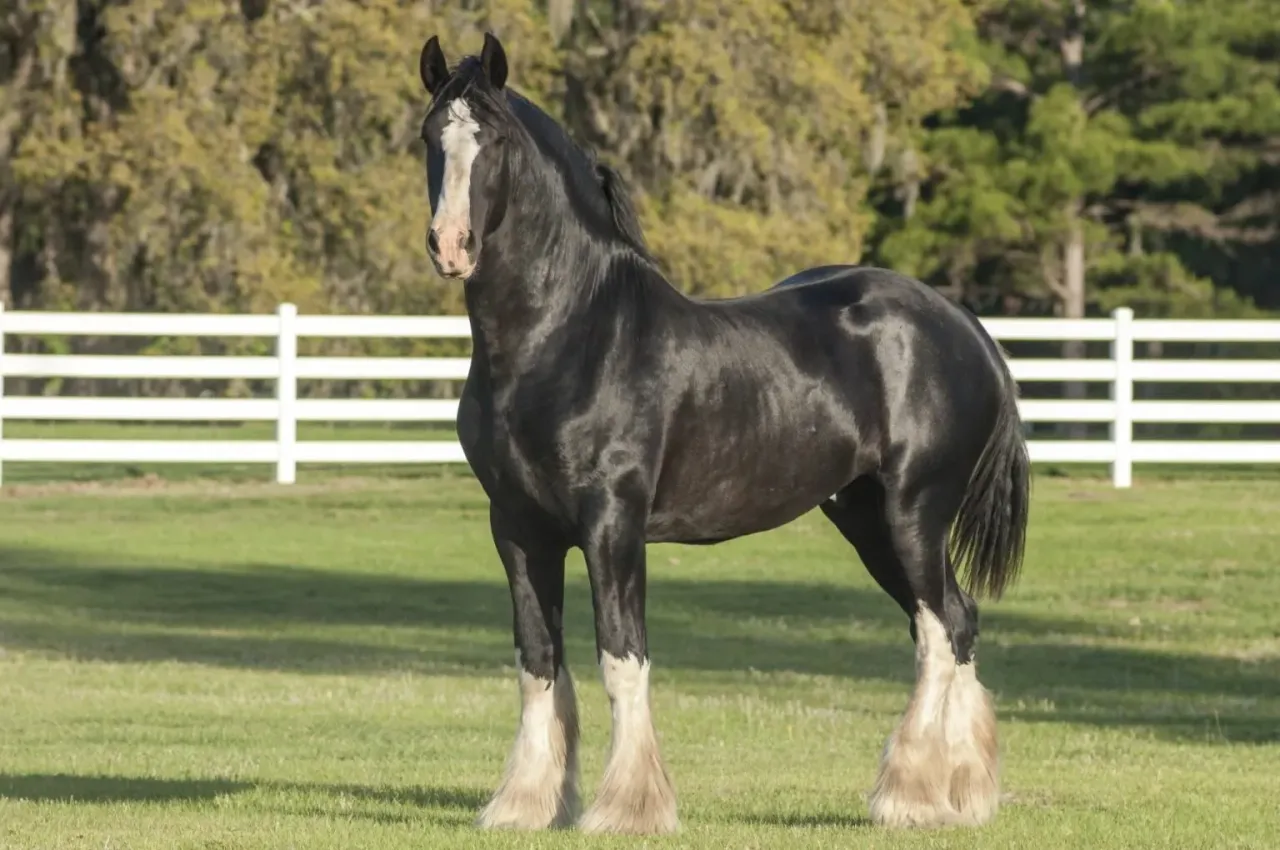 Konie zimnokrwiste pracujące