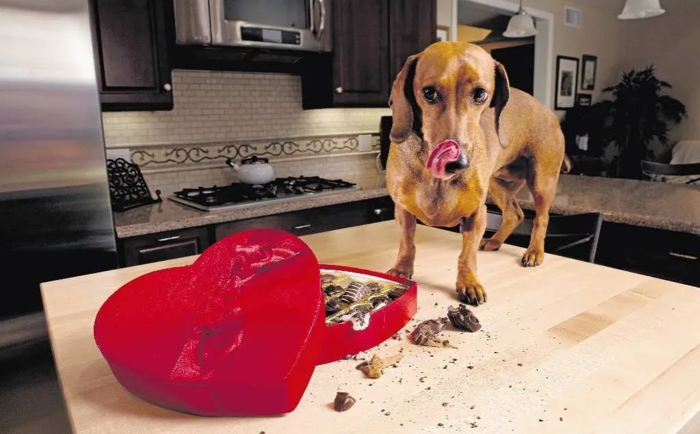 pies patrzący na makowiec na stole