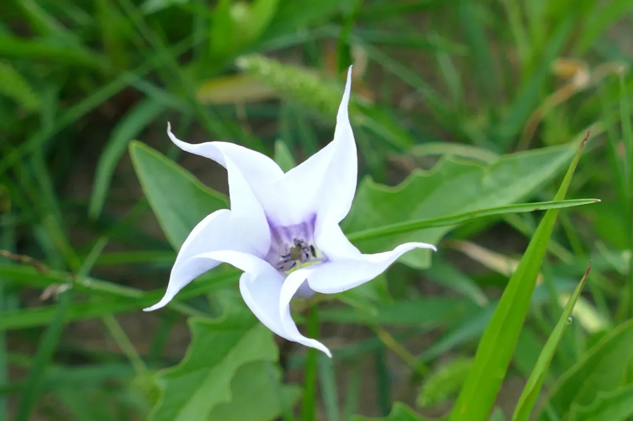 Barszcz Sosnowskiego identyfikacja
