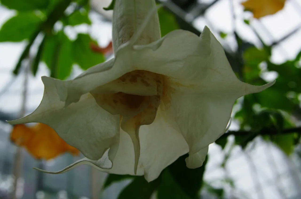 Szalej jadowity jak rozpoznać