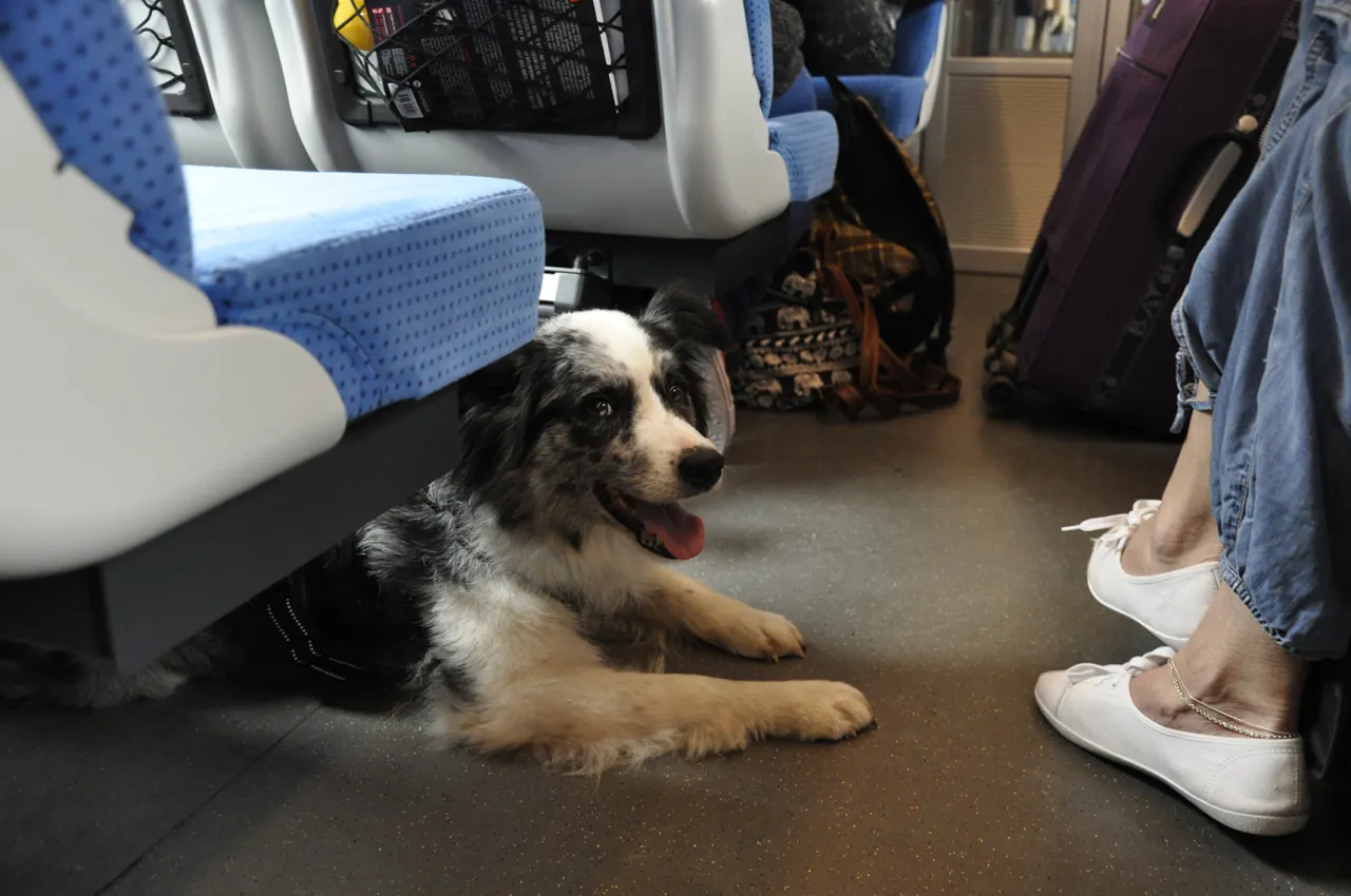 koszt biletu dla psa PKP Intercity