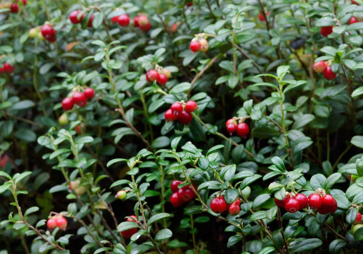 Pokrzyk wilcza jagoda identyfikacja