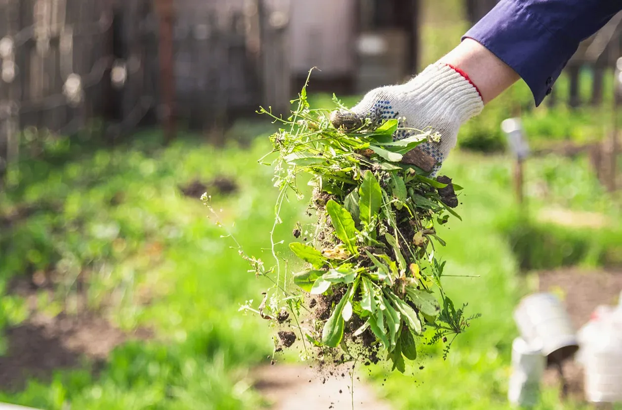 Pielęgnacja trawnika zapobieganie chwastom