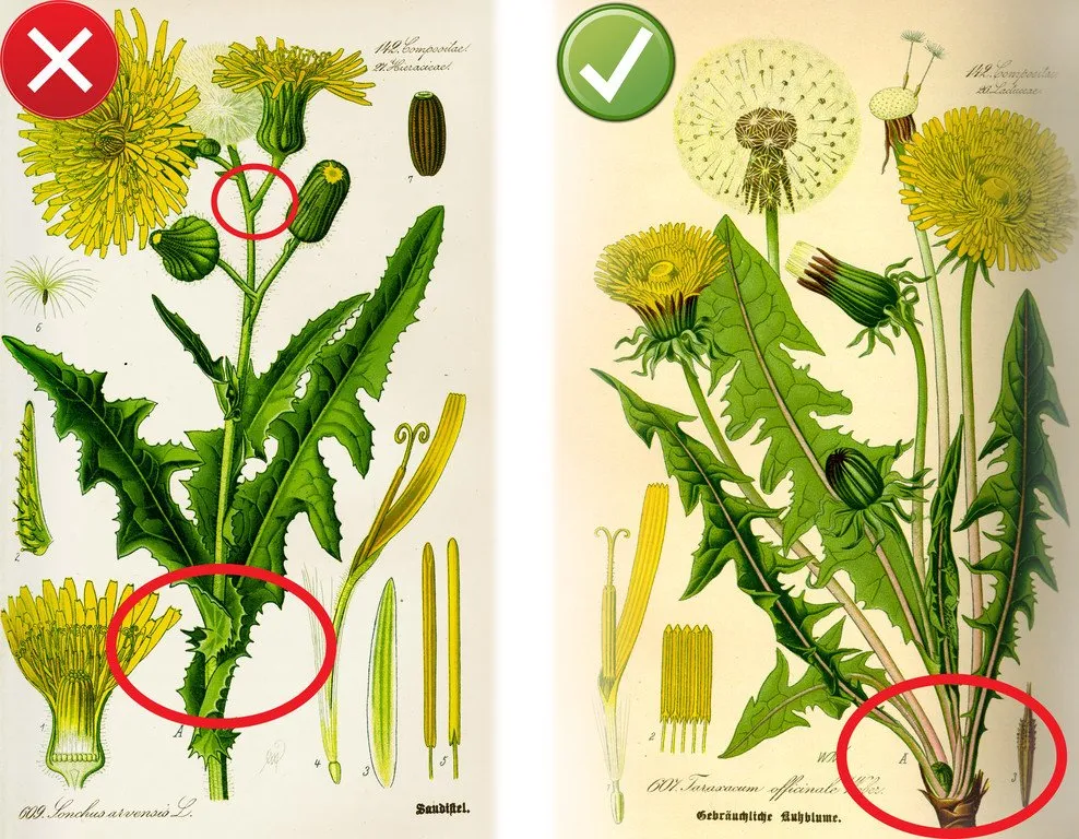 mniszek lekarski vs mlecz polny vs prosienicznik szorstki vs pępawa dwuletnia por&oacute;wnanie