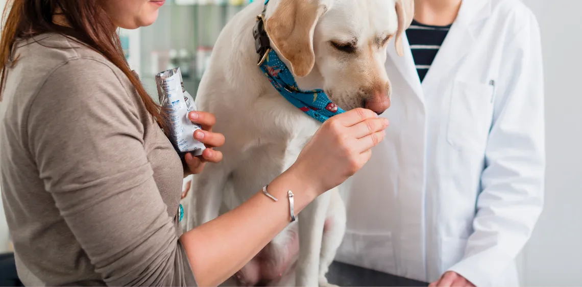 Pies z objawami zatrucia lub weterynarz badający psa
