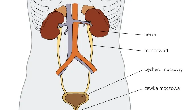 Nerki i pęcherz moczowy - ilustracja anatomiczna
