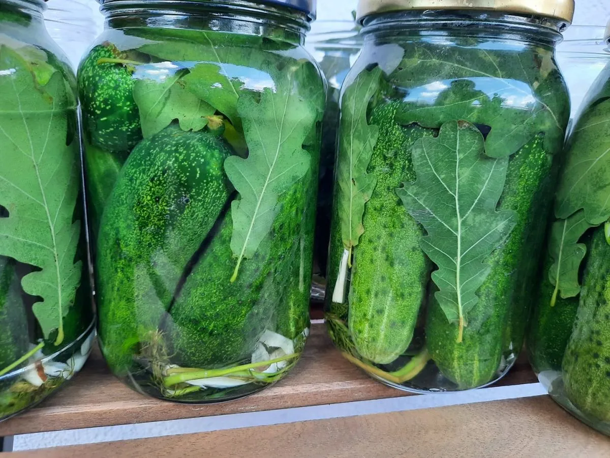 liście dębu wiśni chrzanu do kiszenia og&oacute;rk&oacute;w