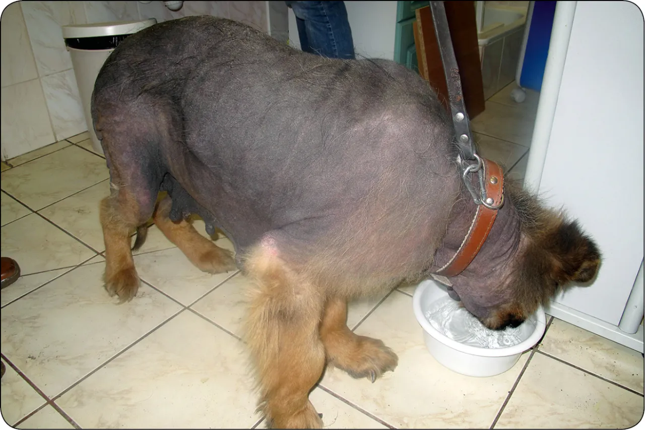 Choroby skóry u owczarka niemieckiego