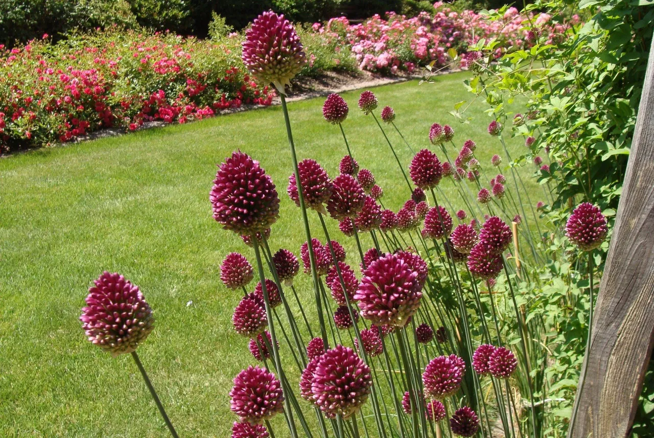 czosnek gł&oacute;wkowaty kwitnący