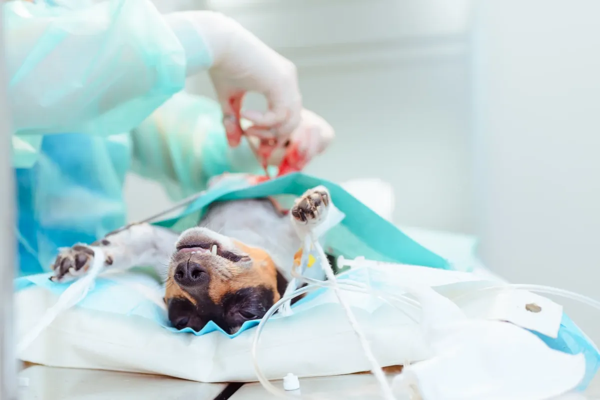 Weterynarz operacja pies