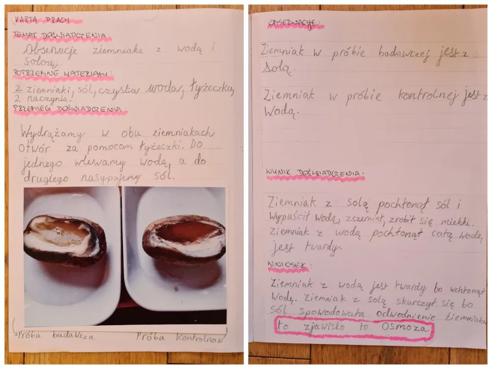 wyniki eksperymentu z osmozą ziemniak s&oacute;l