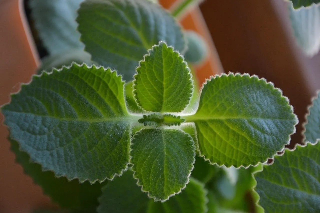 oregano kubańskie roślina