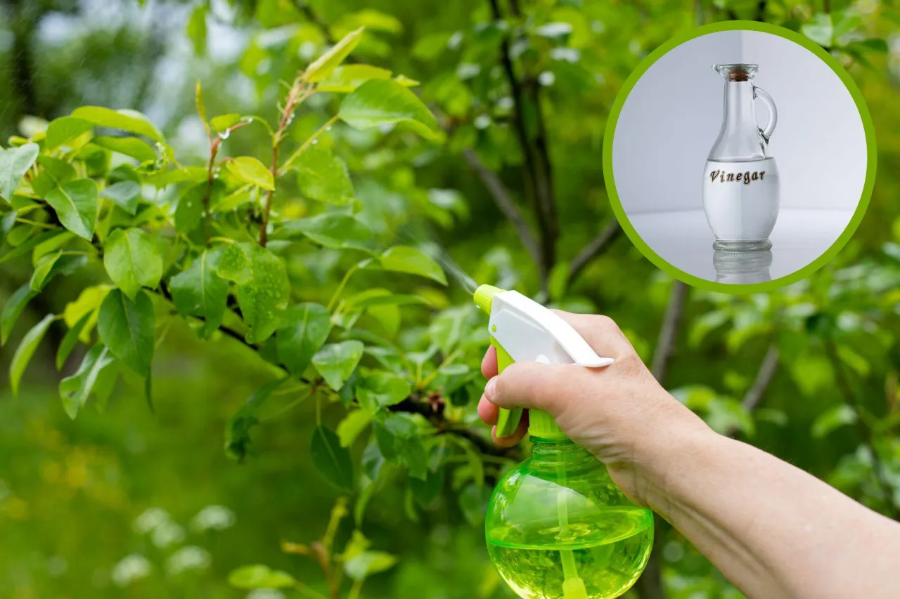 Mechaniczne metody usuwania chwastów