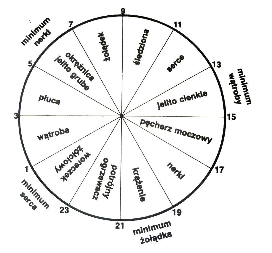 zegar biologiczny rytm dobowy sport