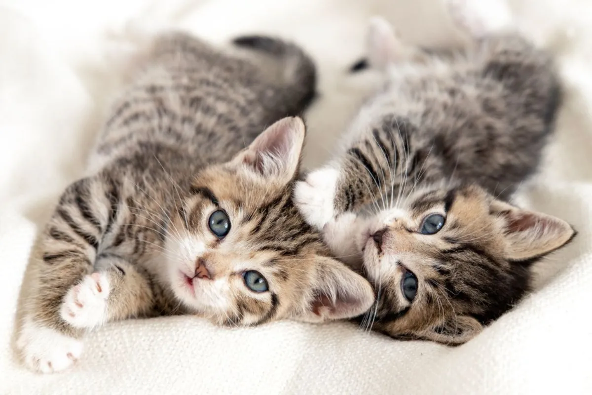 Kocięta bawiące się z matką