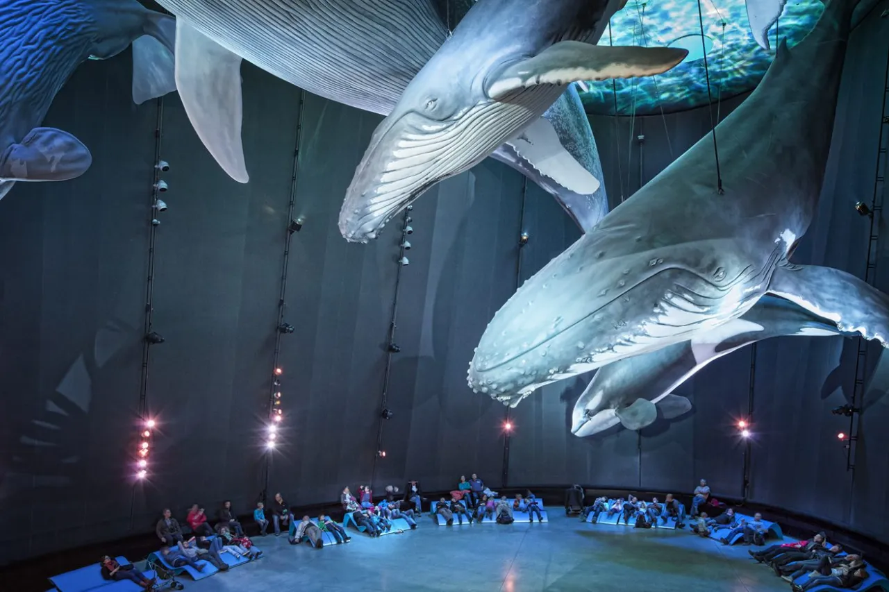 Ozeaneum Stralsund wnętrze Giganci Mórz