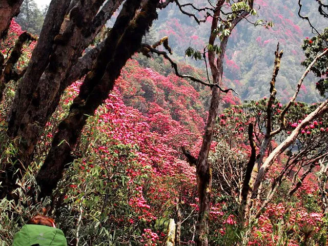 Kwitnące rododendrony w Himalajach wiosną