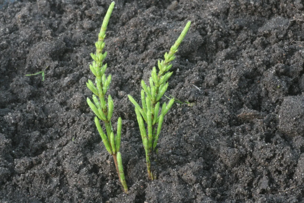 najczęstsze chwasty ogrodowe w Polsce atlas