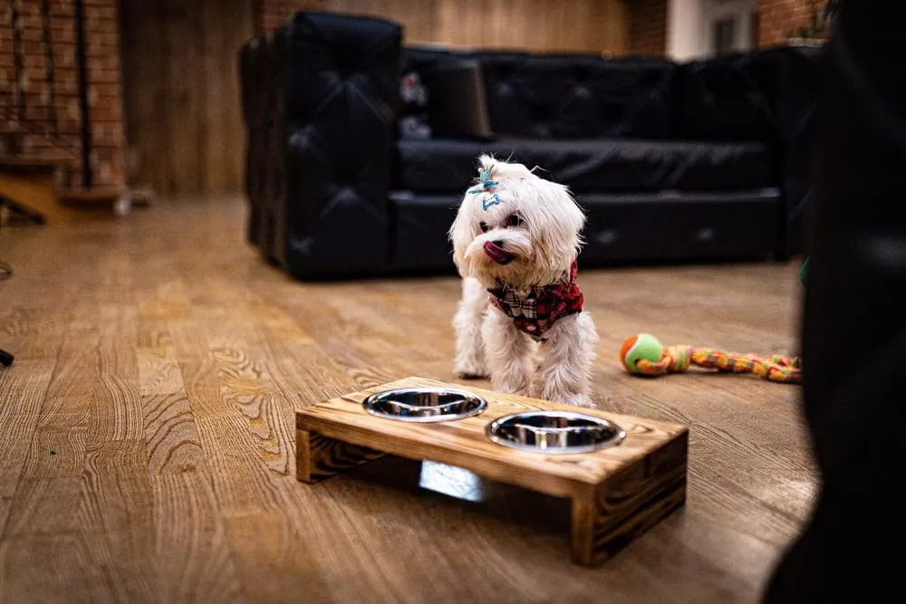 miska dla kota na podwyższeniu niedostępna dla psa