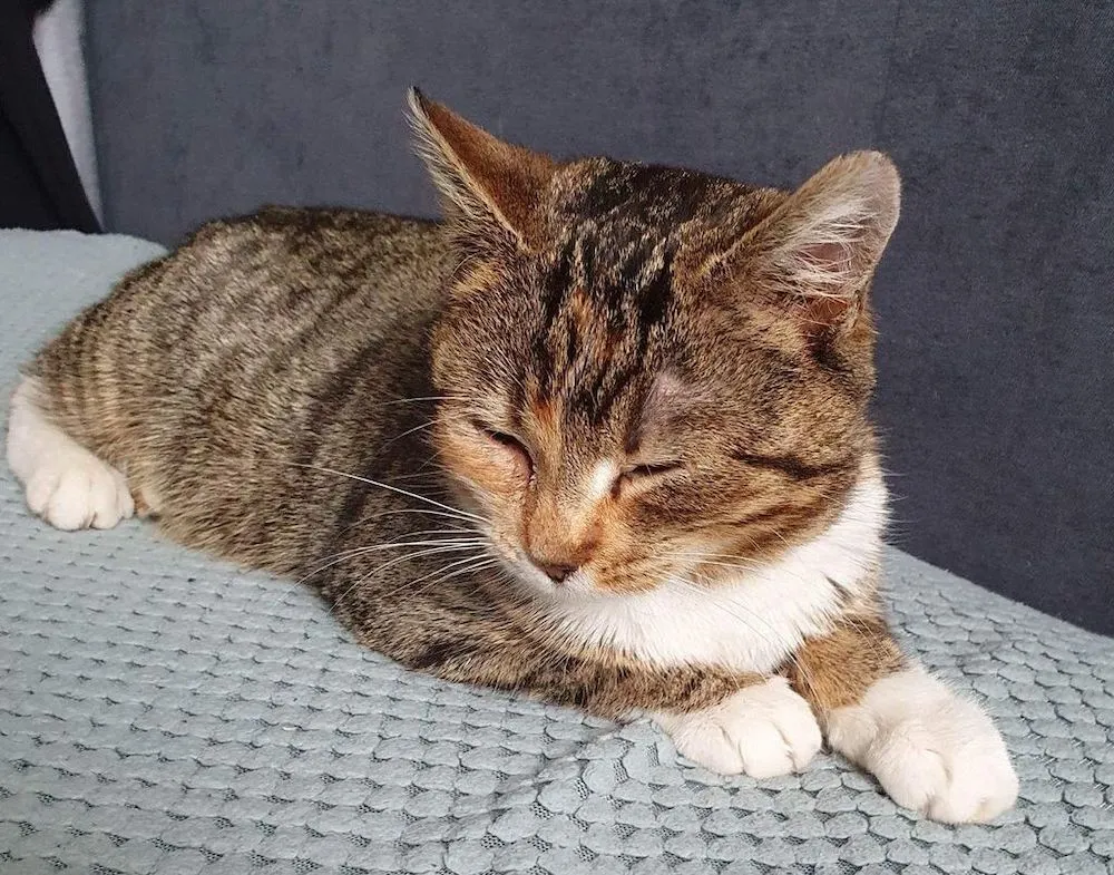 Szczęśliwa wykastrowana kotka