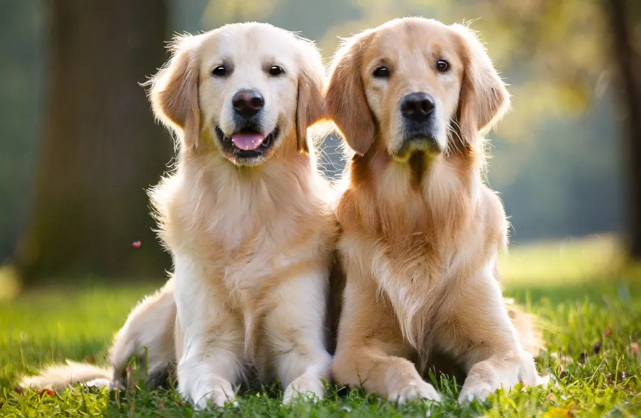 pies i suka golden retriever obok siebie