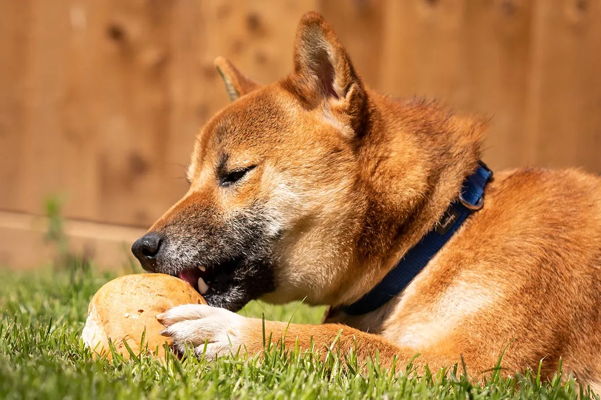 pies jedzący bułkę