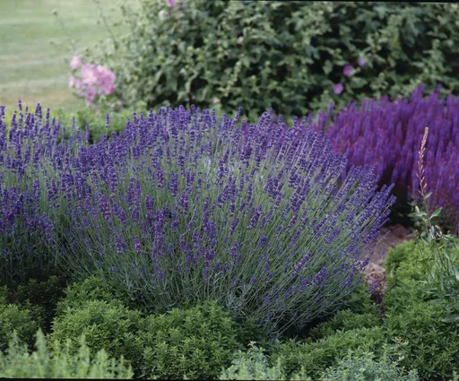 Odmiany lawendy wąskolistnej Hidcote i Munstead