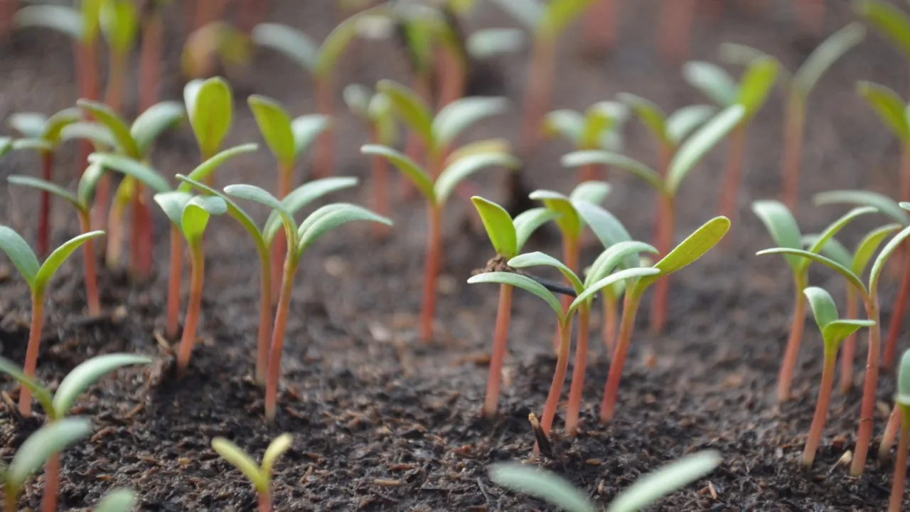 Młode rośliny, wschodzące po siewie pora, z czerwonymi łodyżkami i zielonymi liścieniami, wyrastają z ciemnej ziemi.