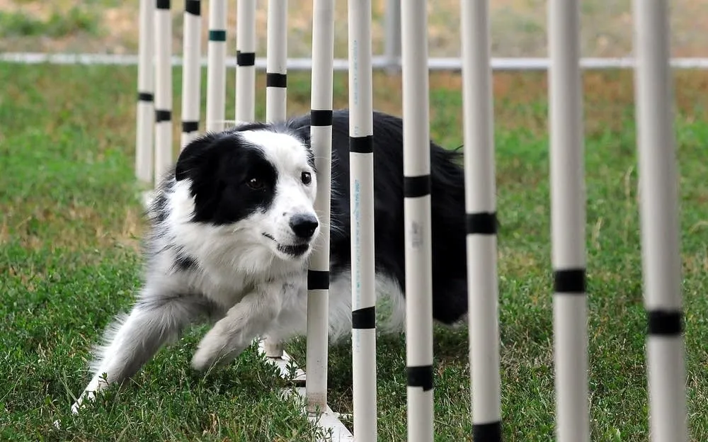 Border Collie agility sport