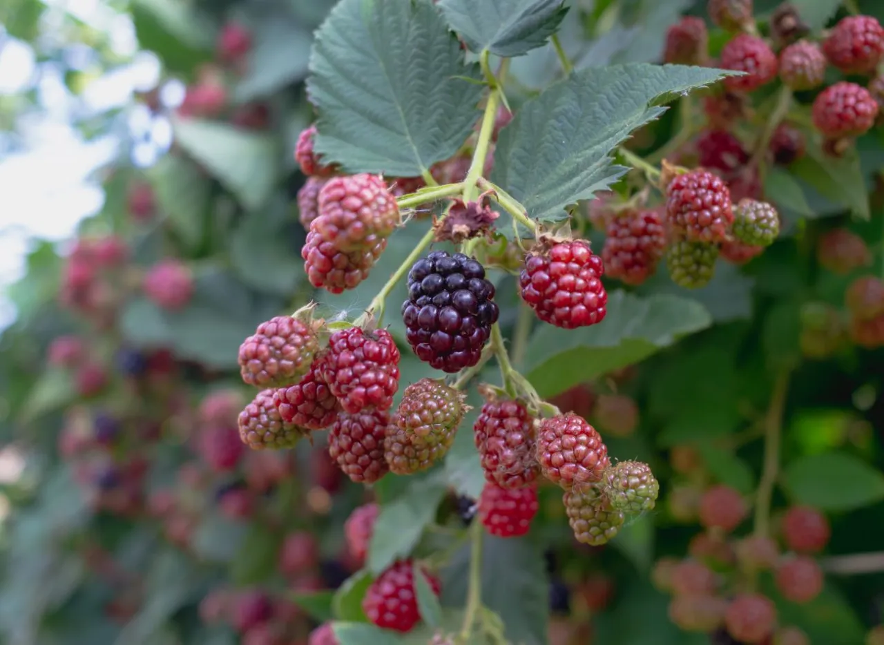 rozpoznawanie pędów jeżyny bezkolcowej jednorocznych dwuletnich
