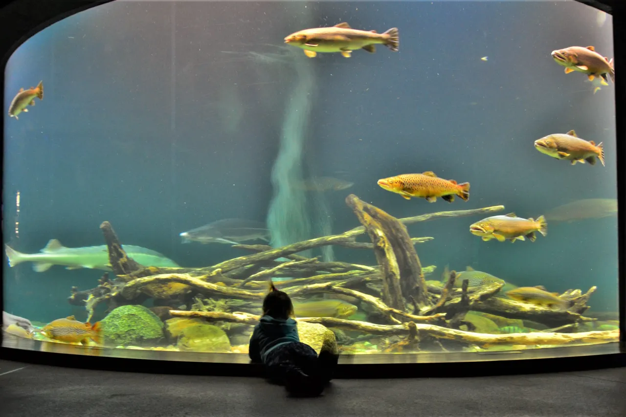 Akwarium Otwarty Atlantyk Ozeaneum Stralsund